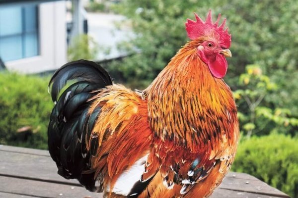 عکس از مرغ و خروس