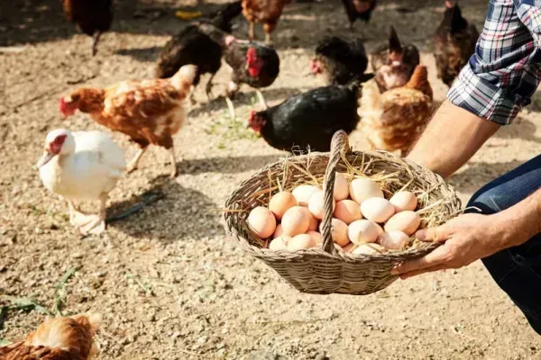  عکس از مرغ و خروس