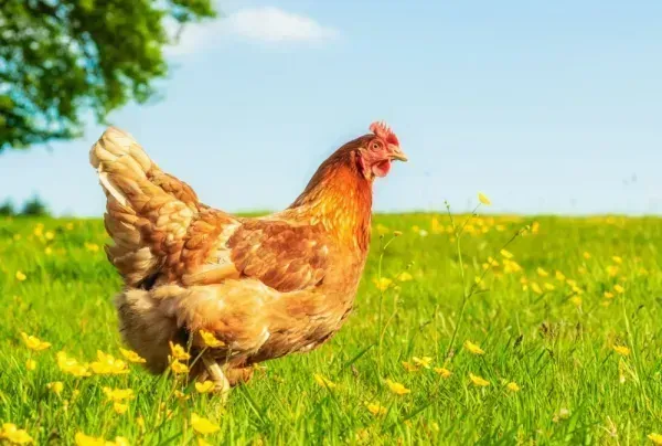  عکس از مرغ و خروس