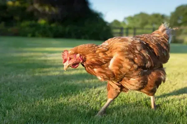  عکس از مرغ و خروس