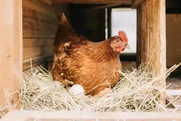  عکس مرغ و تخم مرغ