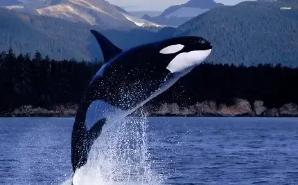  عکس وال و نهنگ