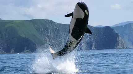  عکس وال و نهنگ