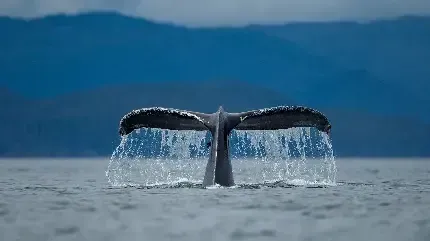 عکس نهنگ زیبا روی آب