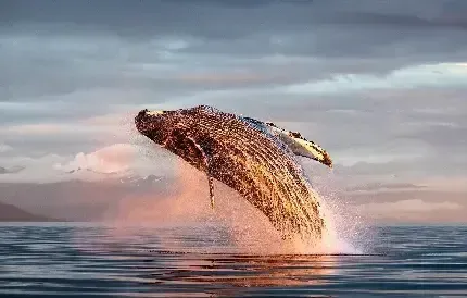 عکس نهنگ زیبا روی آب