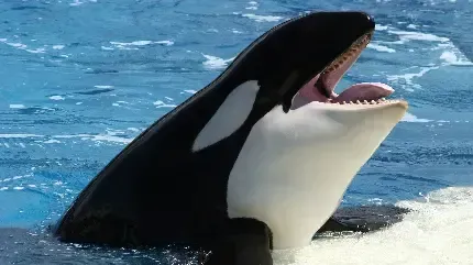 عکس نهنگ زیبا روی آب