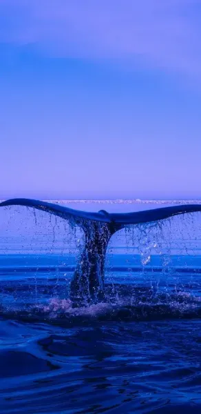  تصویر زمینه عکس نهنگ در دریا