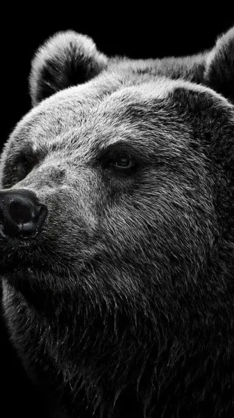  دانلود عکس خرس واقعی