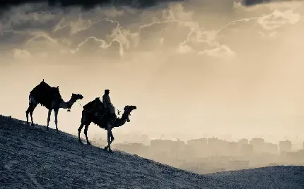  دانلود عکس شتر با کیفیت بالا