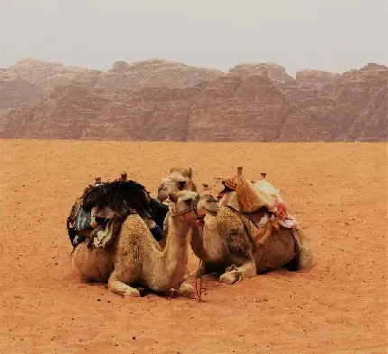  دانلود عکس شتر با کیفیت بالا