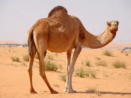  دانلود عکس شتر با کیفیت بالا