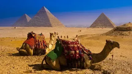  عکس شتر واقعی