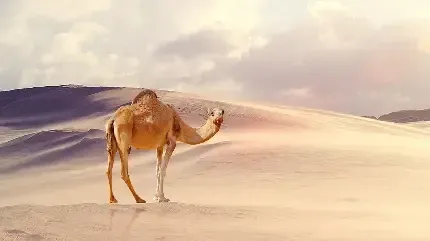  عکس شتر واقعی