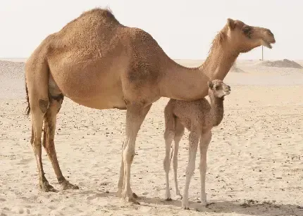  عکس شتر واقعی