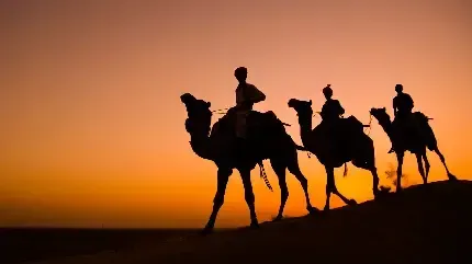  عکس شتر واقعی