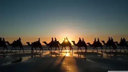  عکس شتر واقعی