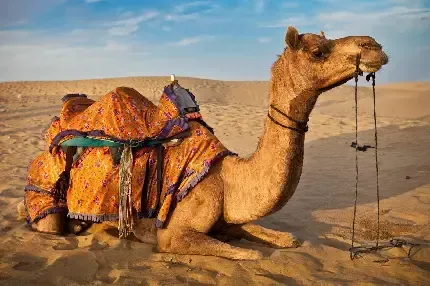  عکس شتر واقعی