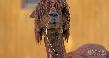 عکس شتر خنده دار