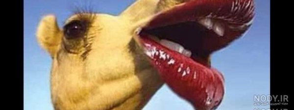  عکس شتر خنده دار
