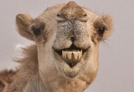  عکس انواع شتر