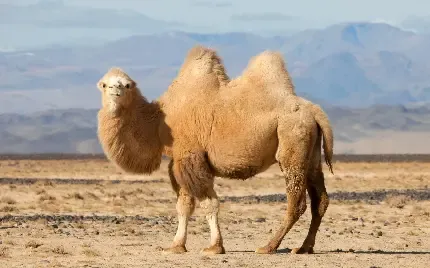  عکس انواع شتر