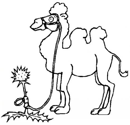 عکس شتر نقاشی