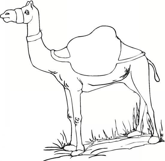  عکس شتر نقاشی