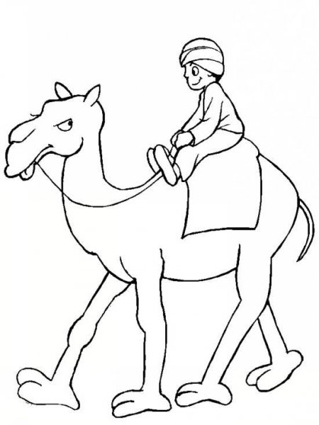  عکس شتر نقاشی