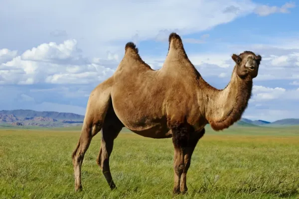 عکس های شتر در طبیعت