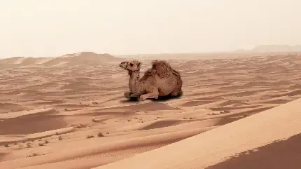  عکس شتر بامزه در کویر