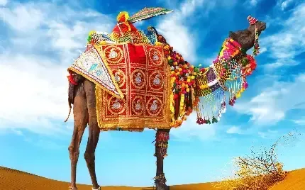  عکس شتر بامزه در کویر