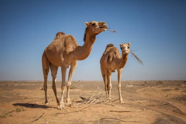  عکس شتر برای پروفایل واتساپ و تلگرام