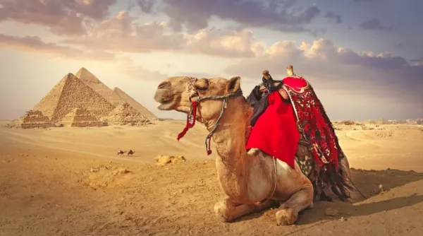  عکس شتر برای پروفایل واتساپ و تلگرام