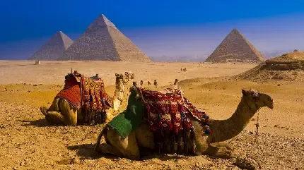  عکس شتر برای بک گراند