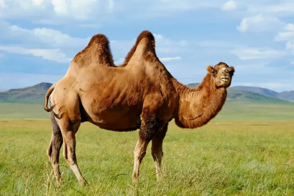  عکس شتر برای والپیپر گوشی