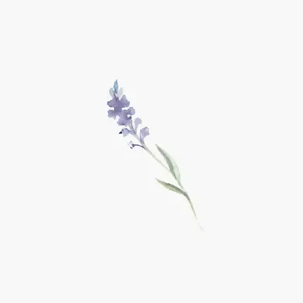  والپیپر گل اسطوخودوس