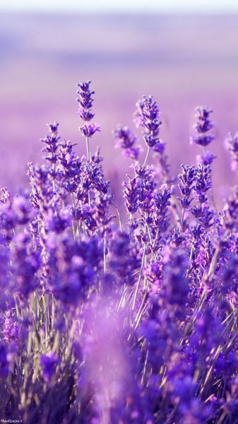 عکس گل اسطوخودوس برای بک گراند گوشی