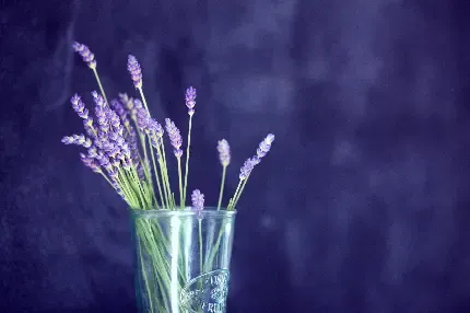  عکس گل اسطوخودوس برای بک گراند گوشی