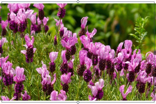  عکس انواع اسطوخودوس