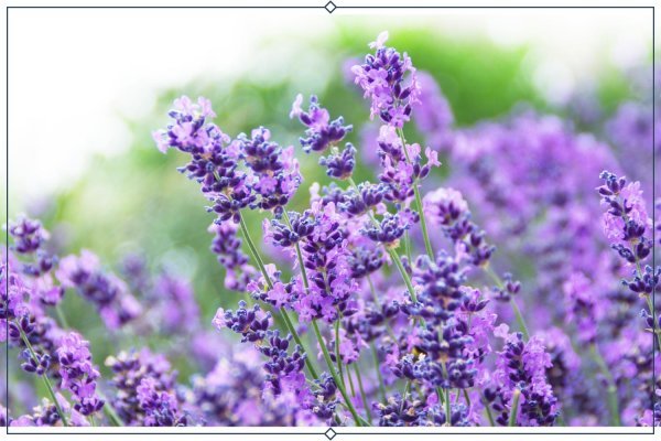  عکس انواع اسطوخودوس