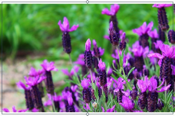  عکس انواع اسطوخودوس