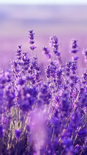  عکس اسطوخودوس کوهی