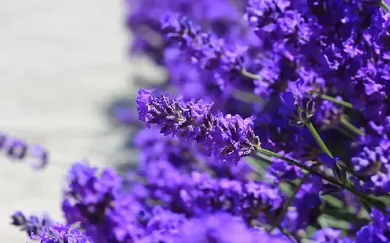  عکس اسطوخودوس کوهی