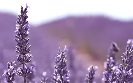  عکس اسطوخودوس کوهی