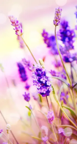  عکس اسطوخودوس کوهی