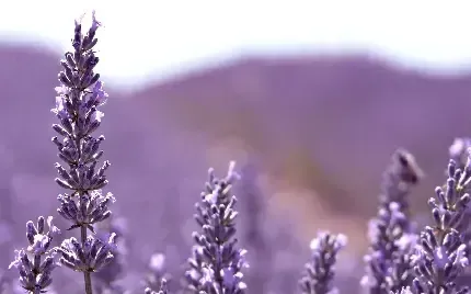  عکس از مزارع اسطوخودوس با کیفیت بالا