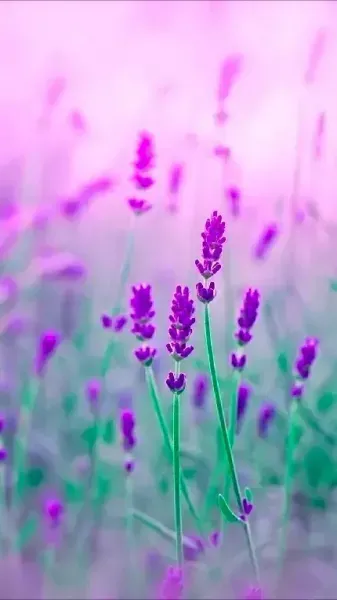  عکس دشت لوندر برای پس زمینه