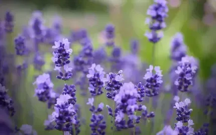  عکس دشت لوندر برای پس زمینه