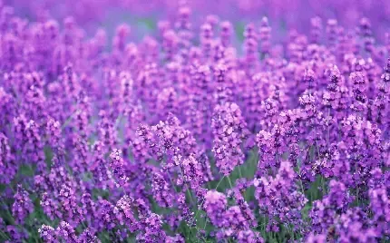  عکس دشت لوندر برای پس زمینه