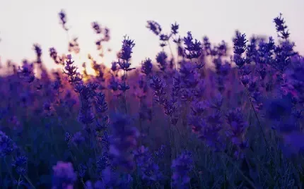  عکس دشت لوندر برای پس زمینه